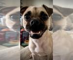 Small Pug Mix