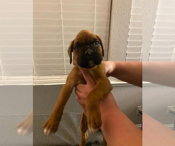 Medium Photo #3 Boxer Puppy For Sale in STKN, CA, USA