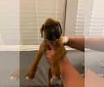 Small Photo #3 Boxer Puppy For Sale in STKN, CA, USA