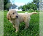 Small Photo #4 Goldendoodle-Poodle (Standard) Mix Puppy For Sale in THORP, WI, USA