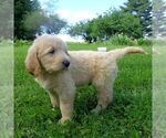 Small #3 Goldendoodle-Poodle (Standard) Mix