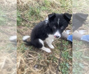 Border Collie Puppy for sale in VERSAILLES, MO, USA