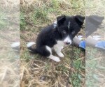Small Photo #1 Border Collie Puppy For Sale in VERSAILLES, MO, USA