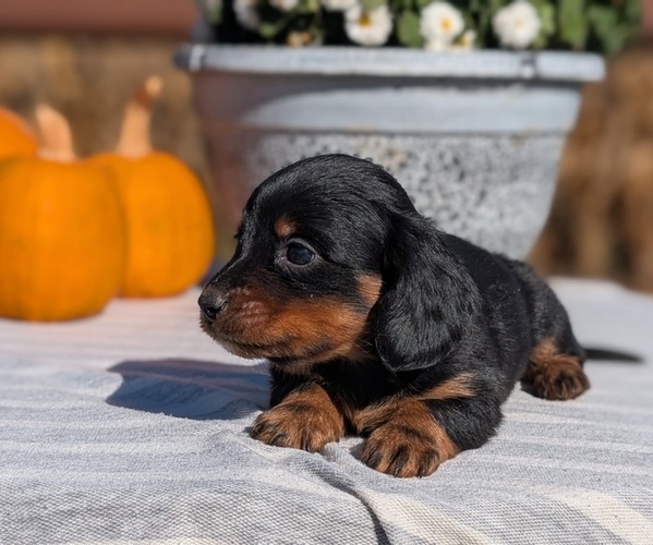 Medium Photo #21 Dachshund Puppy For Sale in GOSHEN, IN, USA