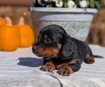 Small #5 Dachshund