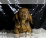 Small Photo #53 Dachshund Puppy For Sale in WARSAW, IN, USA