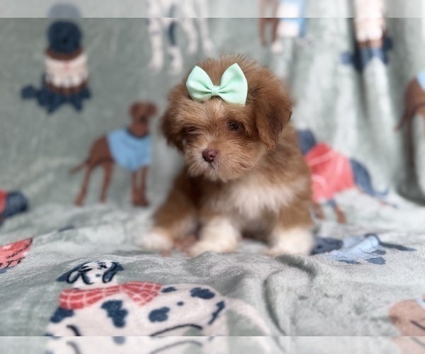 Medium Photo #6 Lhasa Apso Puppy For Sale in LAKELAND, FL, USA