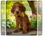 Image preview for Ad Listing. Nickname: Ella