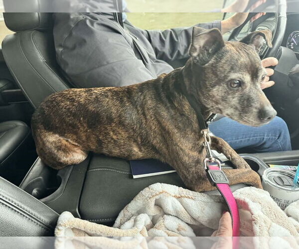 Medium Photo #3 Italian Greyhound-Unknown Mix Puppy For Sale in Aurora, IN, USA