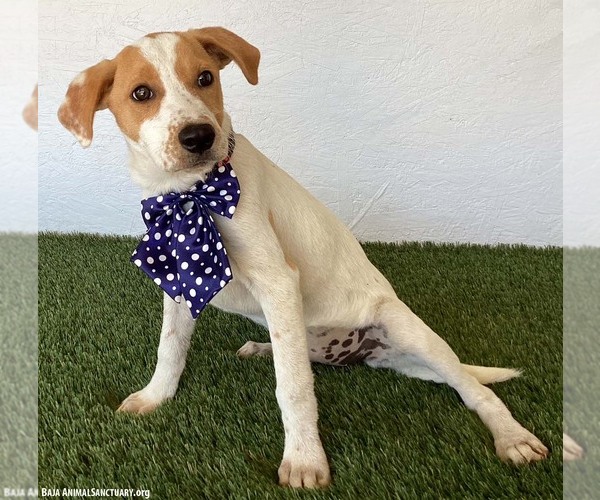 Medium Photo #3 Jack-A-Bee Puppy For Sale in San Diego, CA, USA