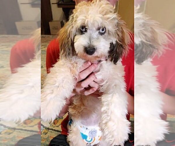 Medium Photo #3 Aussiedoodle Miniature  Puppy For Sale in WATERLOO, SC, USA