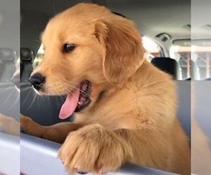 Golden Retriever Puppy for sale in SANTA ANA, CA, USA