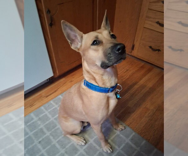 Medium Photo #4 Mutt Puppy For Sale in Minneapolis, MN, USA