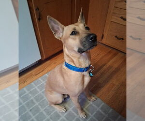 Moshe - Male Mutt Dog for Adoption - Photo #4