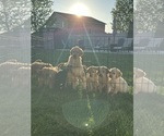 Image preview for Ad Listing. Nickname: Litter of 8