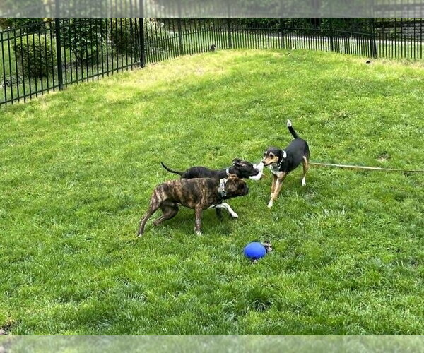 Medium Photo #3 Mutt Puppy For Sale in Springdale, PA, USA