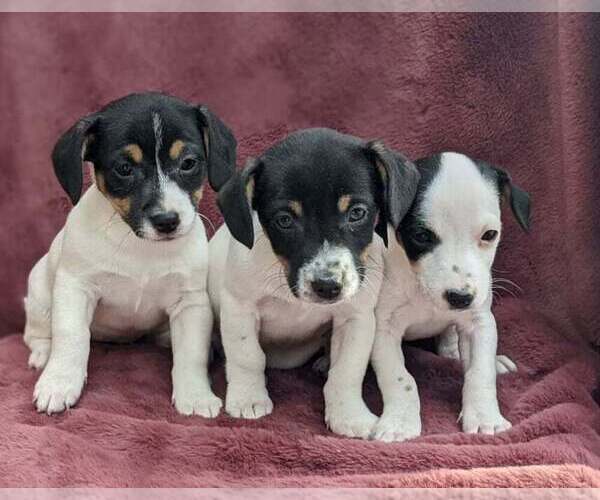 Medium Photo #2 Jack Russell Terrier Puppy For Sale in SANDOWN, NH, USA