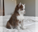 Small #5 Pomsky