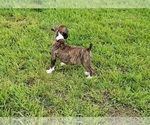 Small Photo #6 Boxer Puppy For Sale in HUMBOLDT, NE, USA