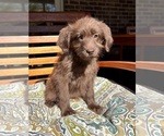 Chloe - Female Labradoodle Puppy for Sale - Photo #4