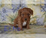 Small #3 Cavapoo-Poodle (Miniature) Mix