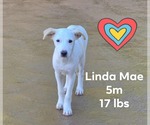 Small Chihuahua-Retriever Mix