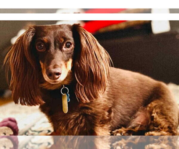 Medium Photo #3 Dachshund Puppy For Sale in Fruitland, SC, USA