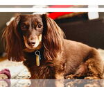 Small #2 Dachshund