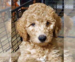 Goldendoodle Puppy for sale in ELKHART, TX, USA