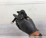 Small Mutt