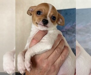 Chihuahua Puppy for sale in FENNVILLE, MI, USA
