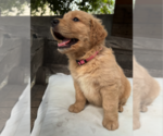 Small #4 Golden Retriever