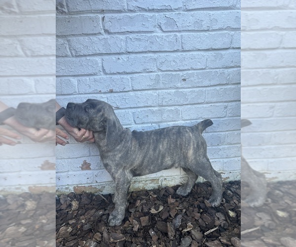 Medium Photo #4 Cane Corso Puppy For Sale in PALOS HEIGHTS, IL, USA