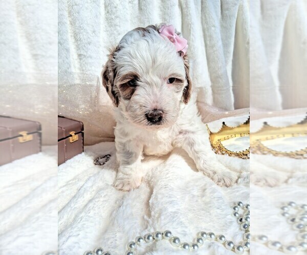 Medium Photo #57 Goldendoodle (Miniature) Puppy For Sale in GASTONIA, NC, USA