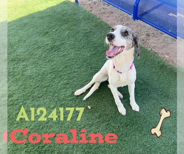 Medium Photo #1 Catahoula Leopard Dog-Unknown Mix Puppy For Sale in HESPERIA, CA, USA