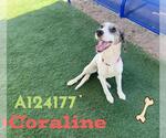Small Catahoula Leopard Dog Mix