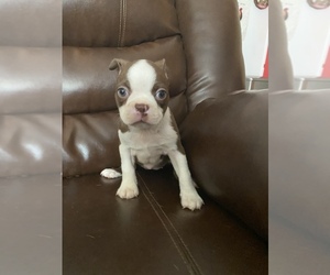 Boston Terrier Puppy for sale in SANDERSON, FL, USA