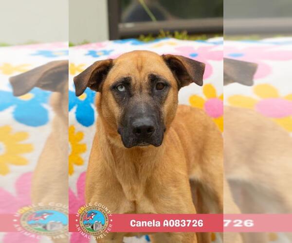 Medium Photo #2 Mutt Puppy For Sale in Mobile, AL, USA