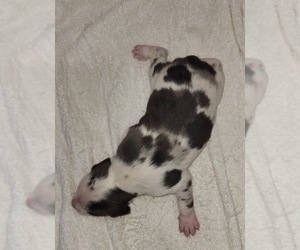 Catahoula Leopard Dog Puppy for sale in CUMBY, TX, USA