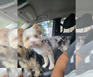 Father of the Yorkshire Terrier puppies born on 04/18/2026