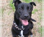Small #1 Labrador Retriever Mix