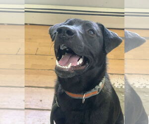 Labrador Retriever-Unknown Mix Dogs for adoption in Rockaway, NJ, USA