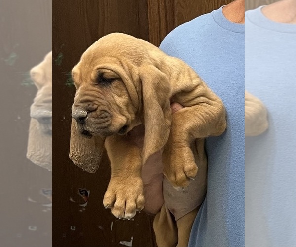 Medium Photo #13 Bloodhound Puppy For Sale in FORT MORGAN, CO, USA
