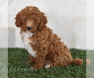 Poodle (Miniature) Puppy for sale in MILL HALL, PA, USA