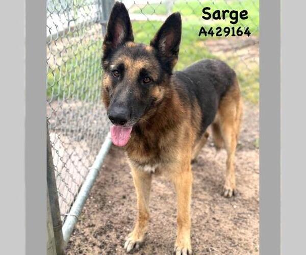 Medium Photo #1 German Shepherd Dog-Unknown Mix Puppy For Sale in Conroe, TX, USA