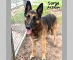 Small German Shepherd Dog Mix
