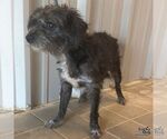 Small #2 Mutt