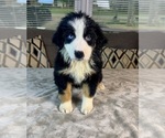 Puppy Girl 3 Australian Shepherd