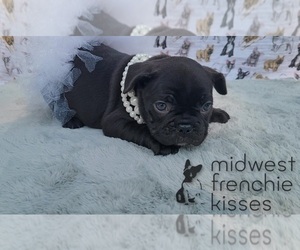 French Bulldog Puppy for sale in INDIANAPOLIS, IN, USA