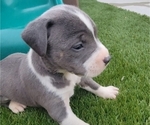 Small Photo #13 American Bully Puppy For Sale in NEW BERN, NC, USA